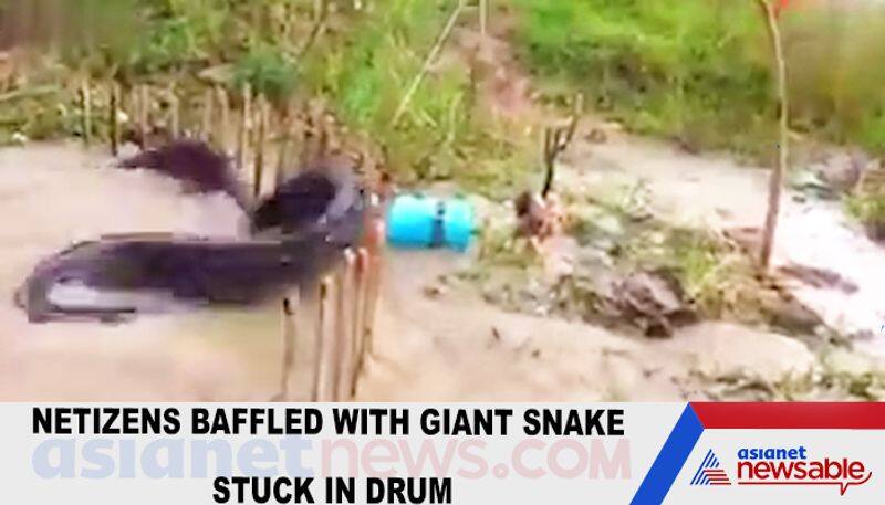 Watch 50-foot long snake gets stuck in drum; video goes viral -TGY