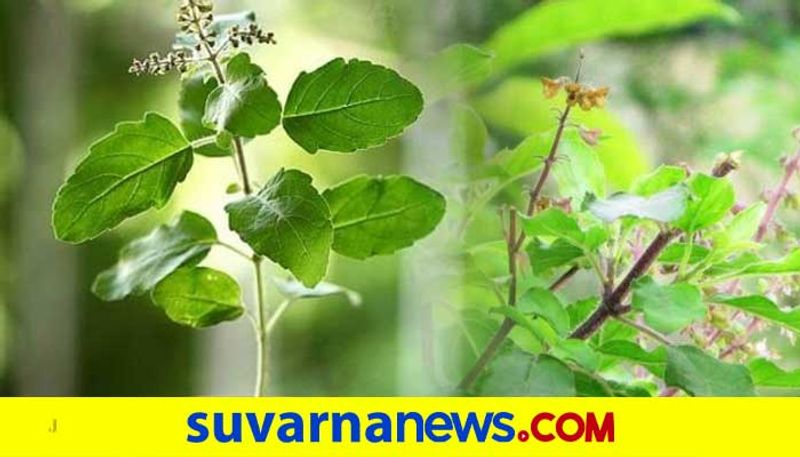 Tulsi plant Vastu Shastra tips for your home skr