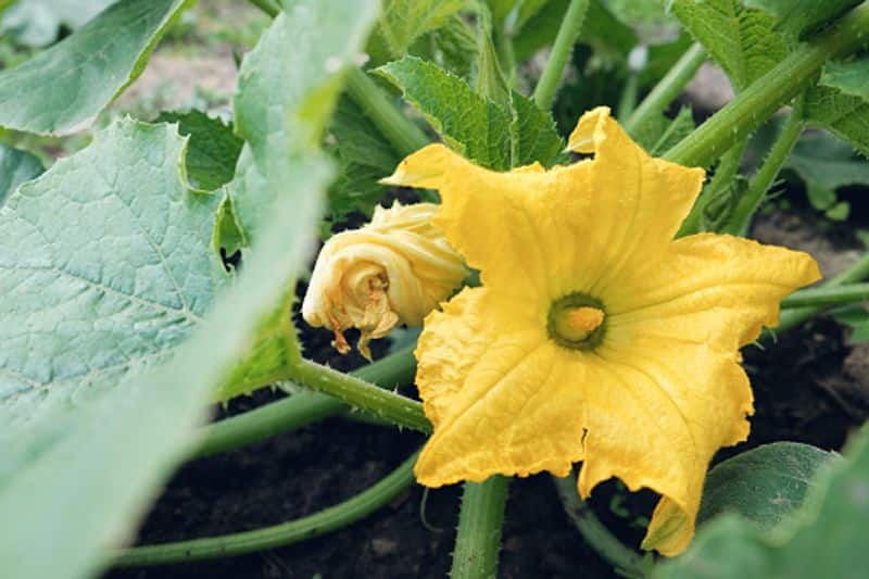 some Cucurbita maxima flower things