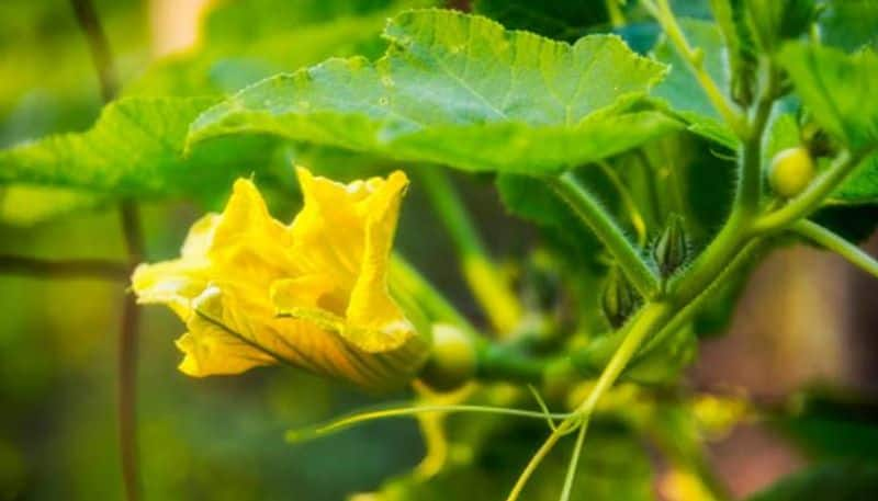 some Cucurbita maxima flower things