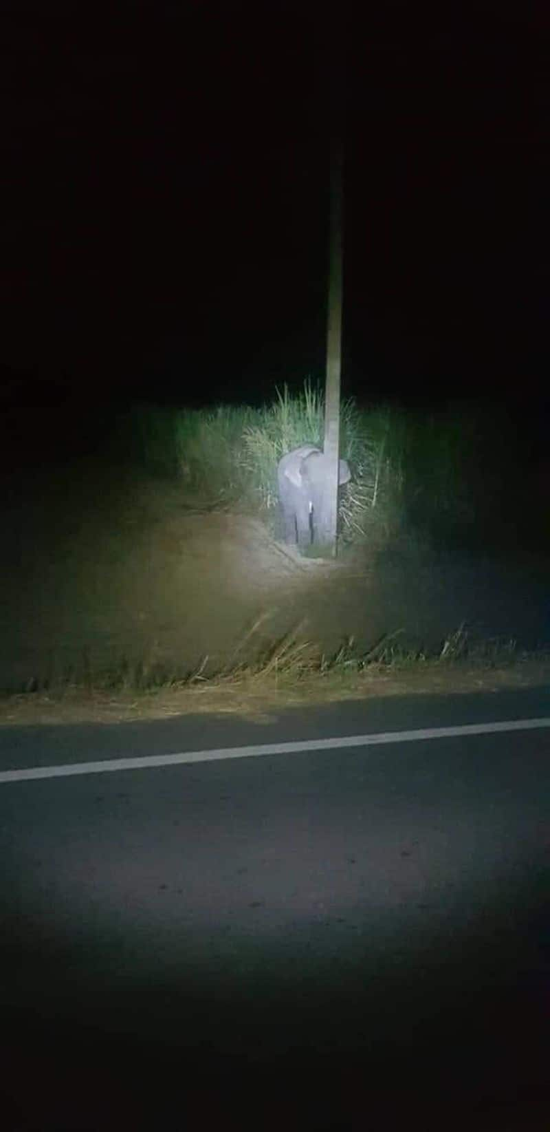 Baby Elephant Caught Eating Sugarcane Tries To Hide Behind A Pole