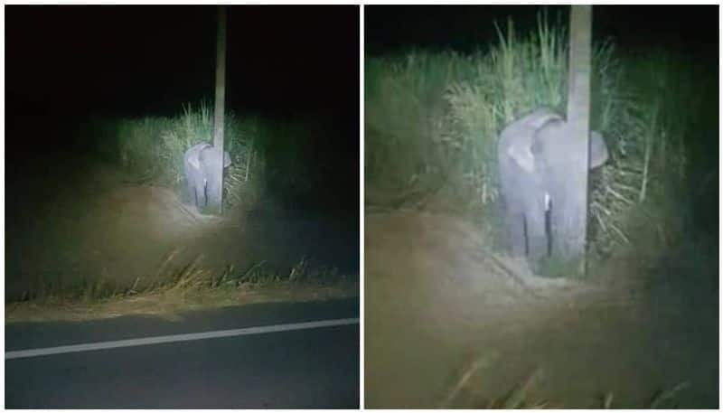 Baby Elephant Caught Eating Sugarcane Tries To Hide Behind A Pole