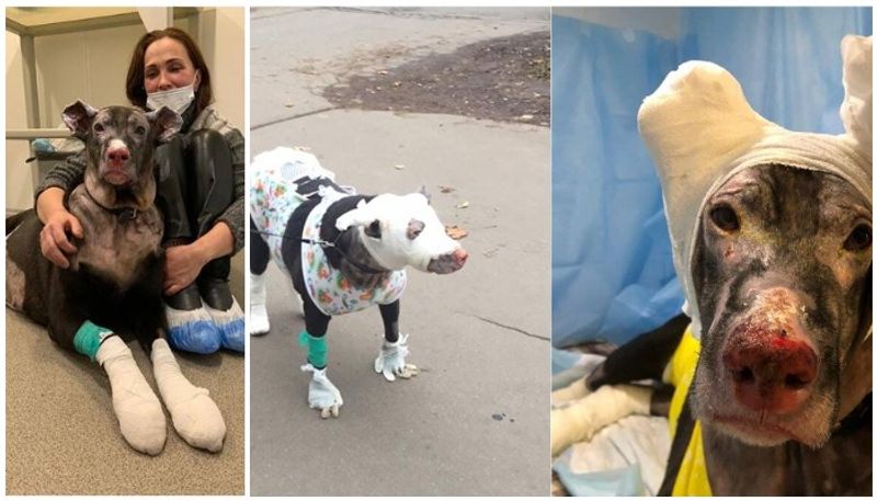 dog saves patients from hospital fire in russia suffers severe burn injury