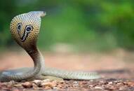 Putting his own life at risk, Uttarakhand man rescues hundreds of snakes