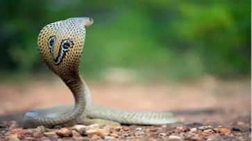 Putting his own life at risk, Uttarakhand man rescues hundreds of snakes