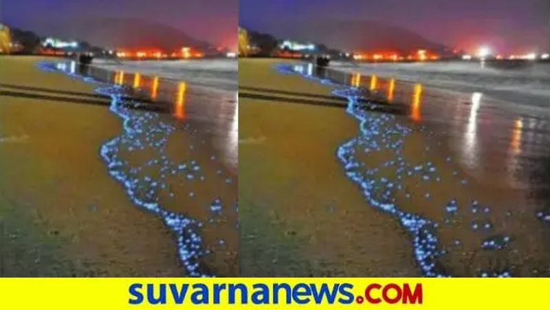 Bioluminescence makes Malpe Karwar Beach turn blue snr