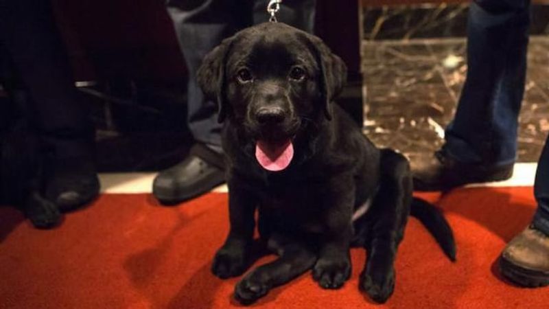 controversy over the ownership of Labrador dog, police opt for DNA testing to clear the confusion