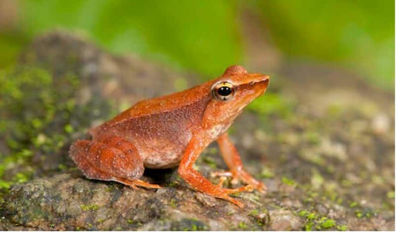 Police Eye on Illegal Frog Shipping Network in Uttara Kannada grg