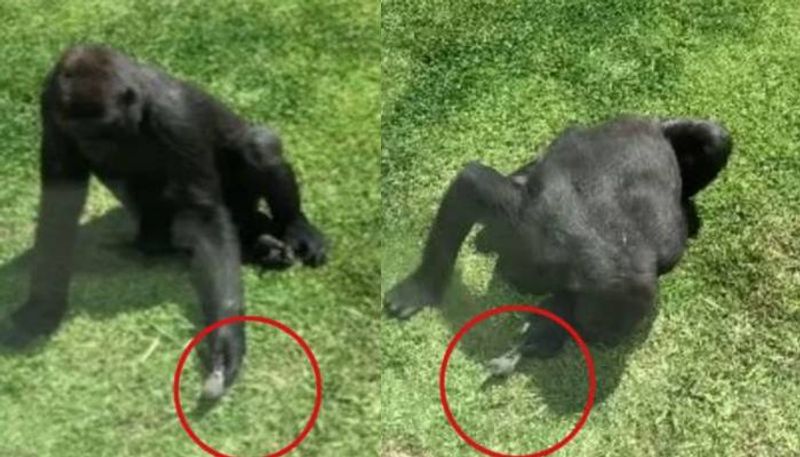 Gorilla in zoo enclosure filmed checking on injured bird