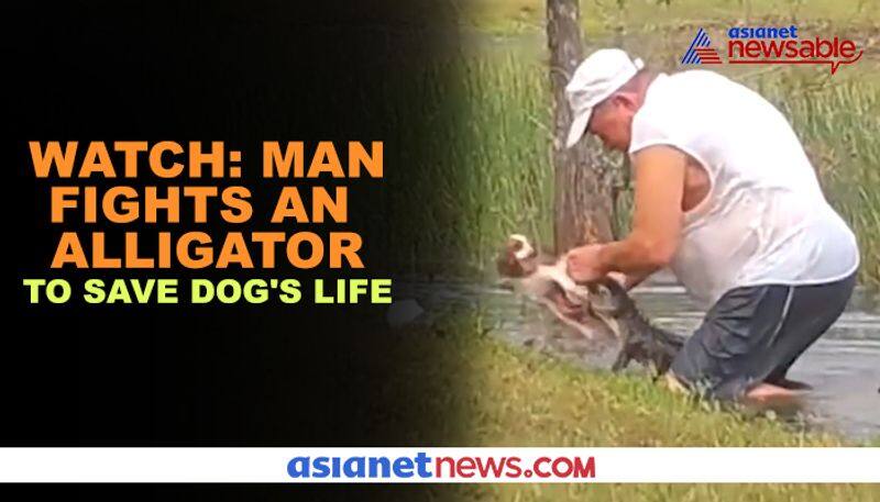 Man jumps into pond to save dog from alligator attack - gps