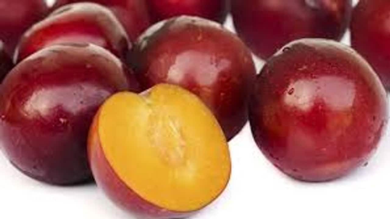 <p>We have been bestowed with amazingly nutritious and delicious fruits; one of these is plum, which is not just tasteful and healthy, but also comes in a panorama of colours. This succulent fruit belongs to the Rosacea family and genus prunus domestica, which also includes almonds and peaches.</p>
