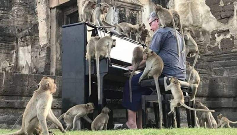 British pianist performs classical music to monkeys