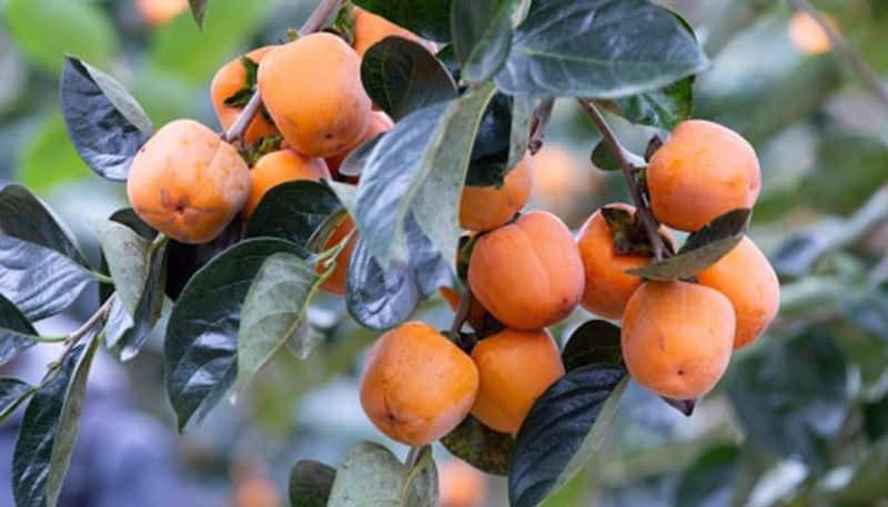 how to grow persimmon