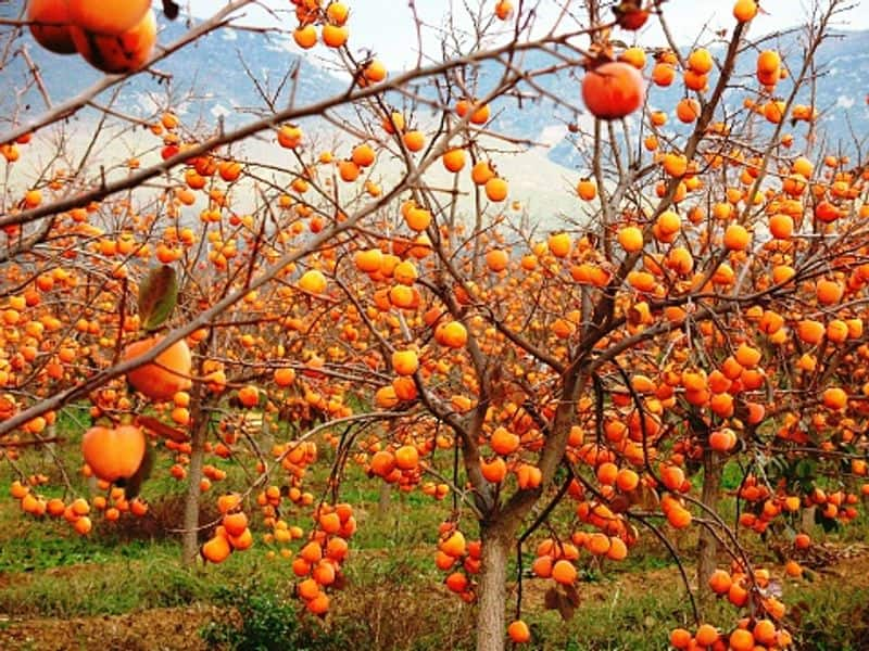 how to grow persimmon