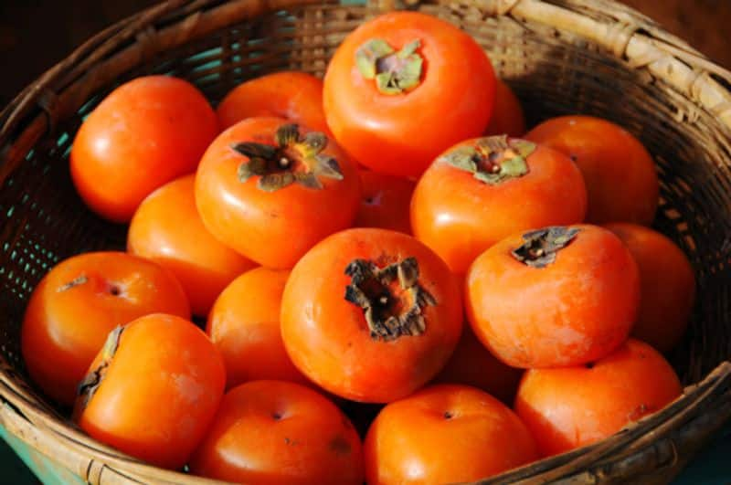 how to grow persimmon