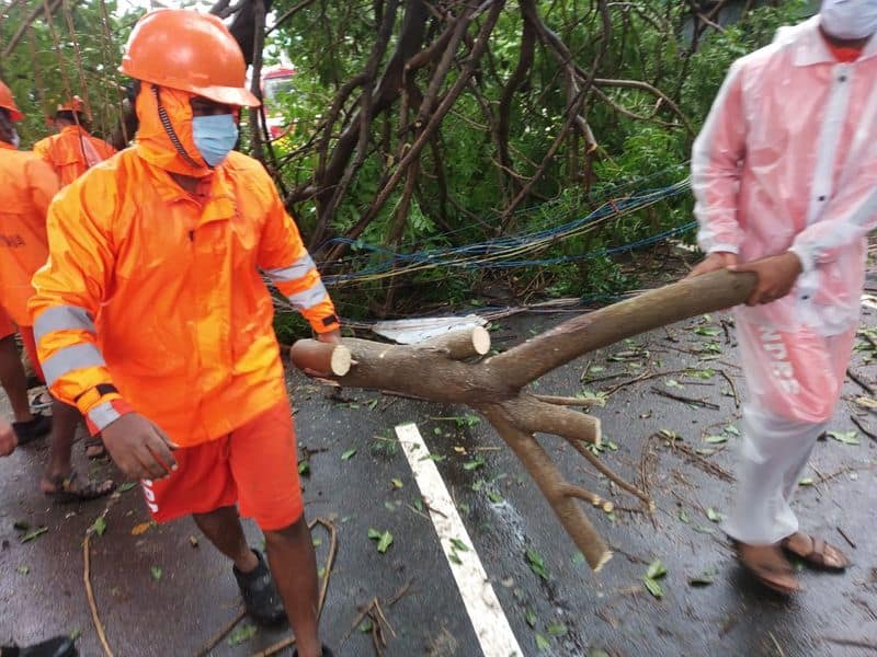 Damage to trees and electricity poles .. People are suffering without food and clothes ..!