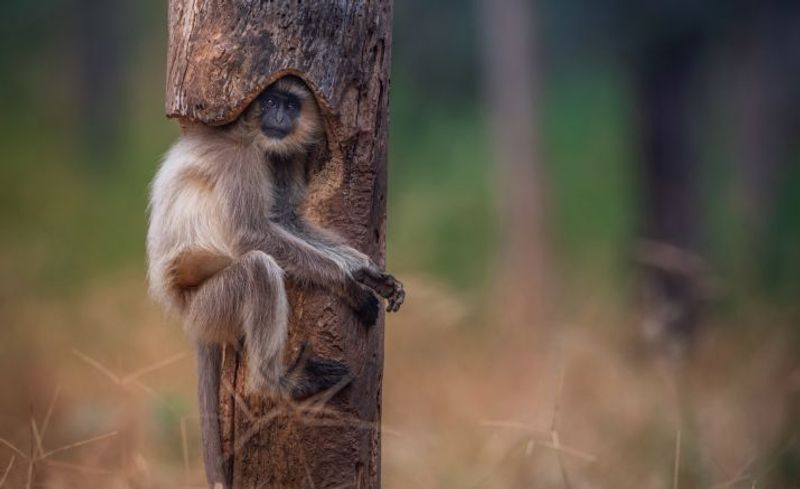 Wildlife Aman Wilson Pench Wildlife Park Langur Photo-VPN