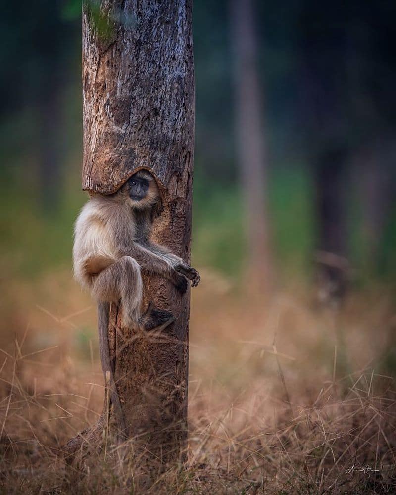 Wildlife Aman Wilson Pench Wildlife Park Langur Photo-VPN