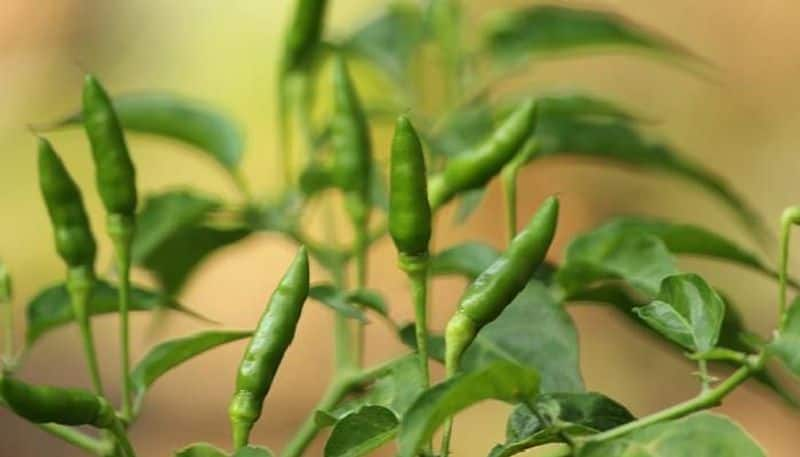 Green Capsicum frutescens how to grow