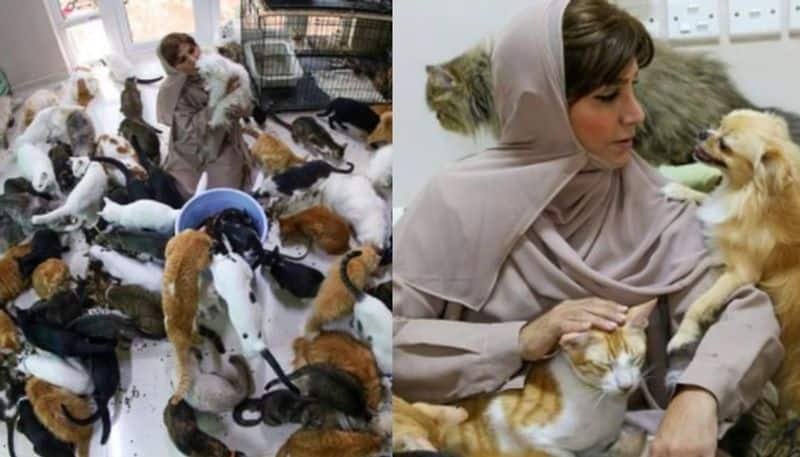 woman who taking care of 480 cats and 12 dogs in her home