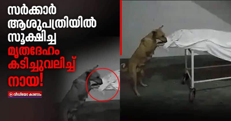 stray dog nibbling at the dead body of a girl