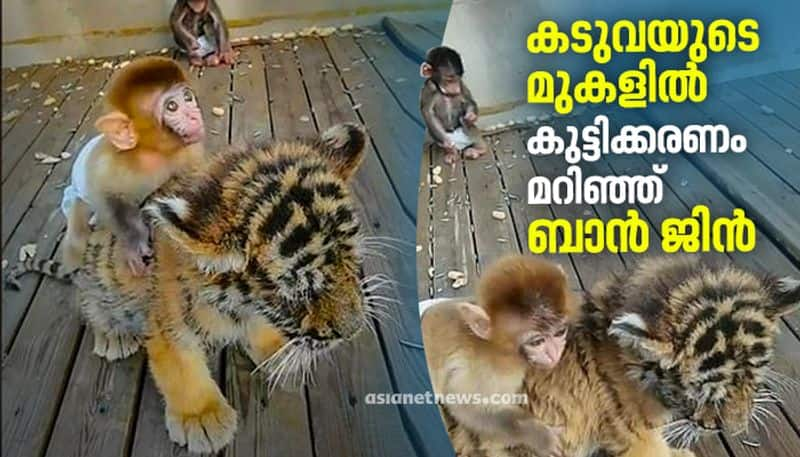 monkey plays with tiger cub