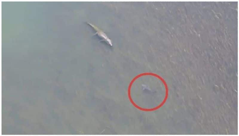 Watch What Happened When A Bull Shark Came Face To Face With A Crocodile