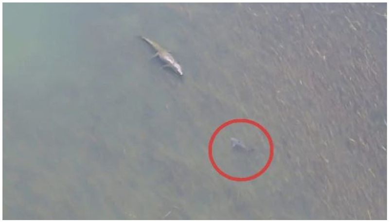 Watch What Happened When A Bull Shark Came Face To Face With A Crocodile