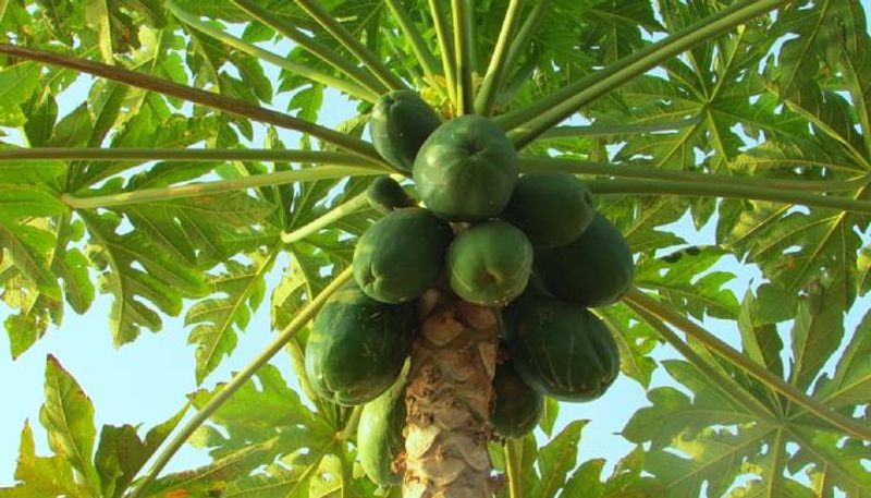 more products from papaya tree