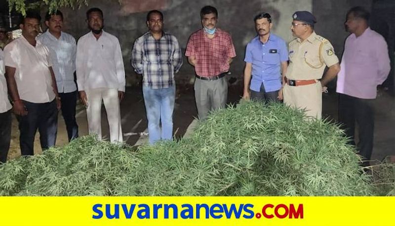 19 KG Marijuana Siezed in Yallalinga Mutt in Basavanabagevadi in Vijayapura grg