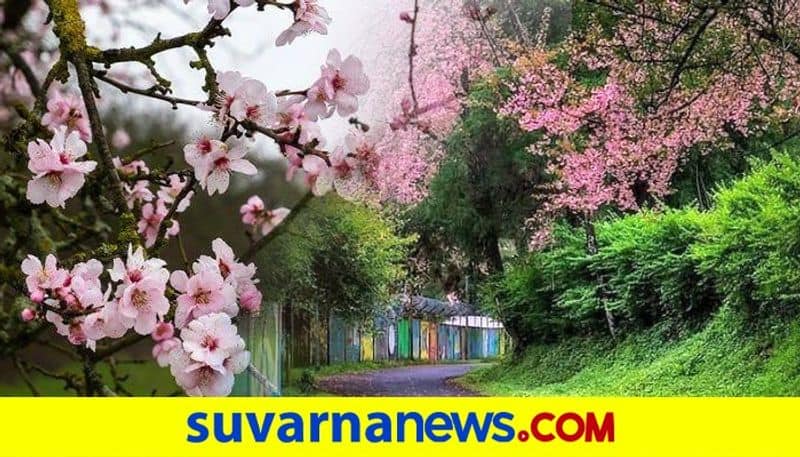 Shillong turns pink with cherry blossoms. See beautiful photos dpl