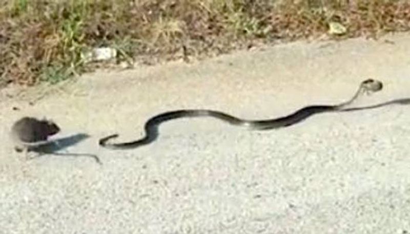 viral video of a rat fighting a snake