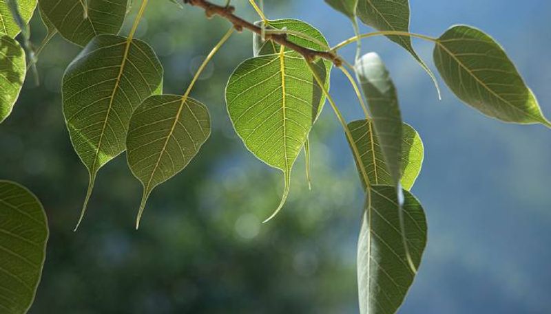 roadside tree planting best trees