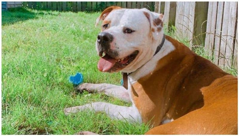 abandoned dog that only understood German commands has been learning English