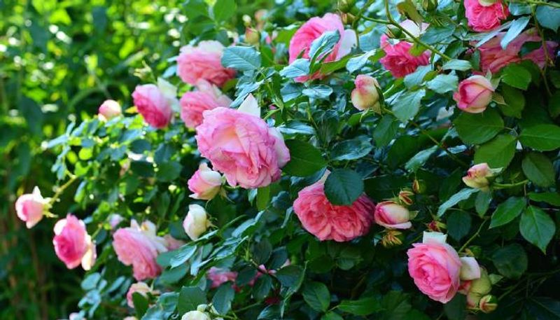 rose caring tips for your garden