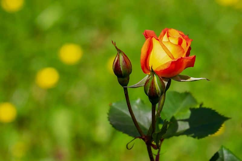 rose caring tips for your garden