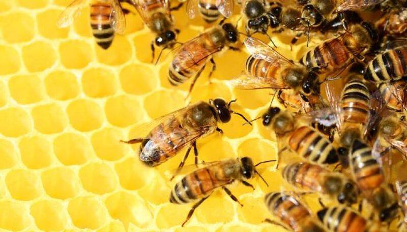 Viral Video Of Bees Teaming Up To Save A Friends Life 