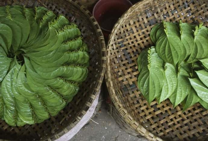 Betel leaves