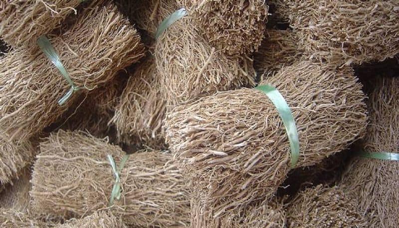 vetiver for water purification