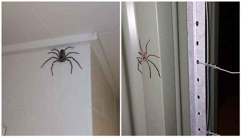 Man living with huge spider