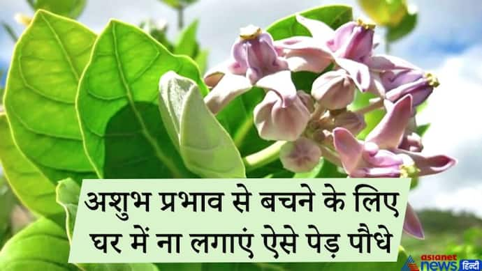 जिन पौधों से दूध निकलता हो, अशुभ प्रभाव से बचने के लिए उन्हें घर में नहीं लगाना चाहिए