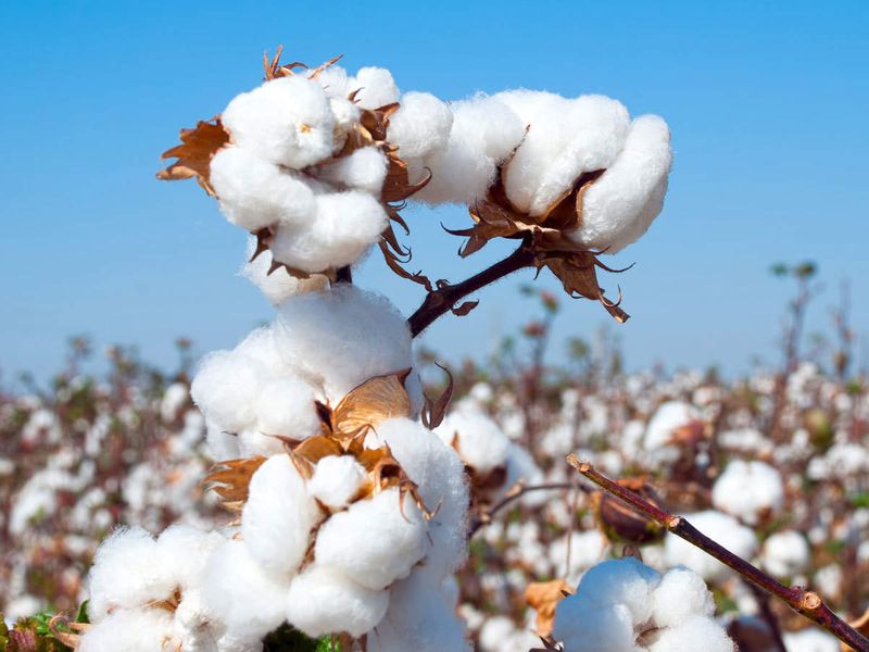 Cotton Growers Faces Problems Due to Untimely Rain in Gadag grg