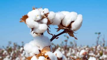 Guntur farmers sell cotton in open markets at handsome prices