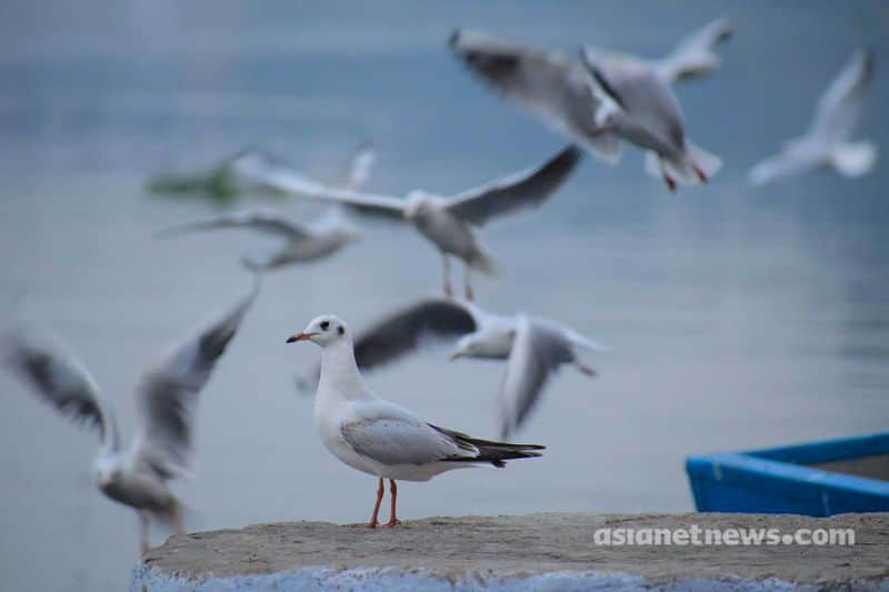 Seychelles endangered birds gcw