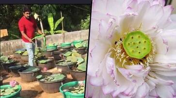 Kerala Profit blooms as a trained nurse turns lotus grower; receives phenomenal demand