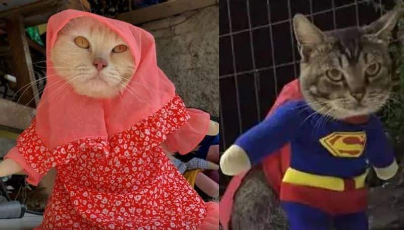 From hijabs to superhero outfits this is cat fashion