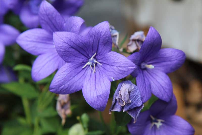 how to grow balloon flower