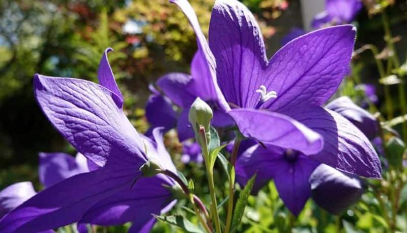 how to grow balloon flower