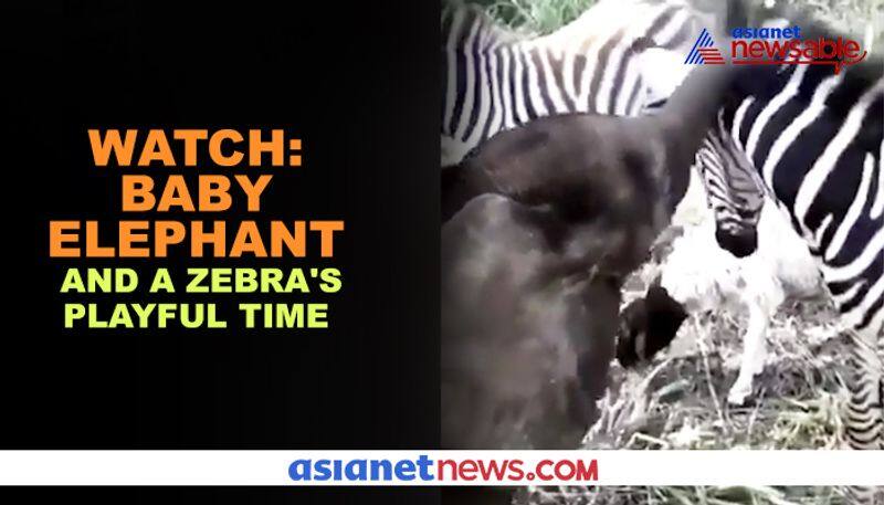 Baby elephant playing with zebra has a message for all - gps