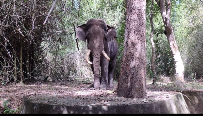 angry elephant attack on wedding celebrations in Munnar A tragic end for the elderly man ppp